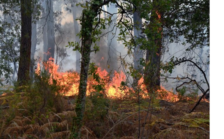 Unleashing Havoc: Environmental crisis Unprecedented Canada Wildfires Devour over 10 Million Hectares in 2022!
