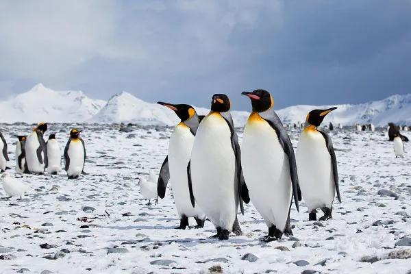 antarctica-penguins Top 20 Destinations for Every Young Adult Love to Visit- crazynewsx